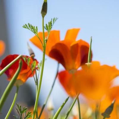 Photo placeholder, closeup shot of orange california poppies
